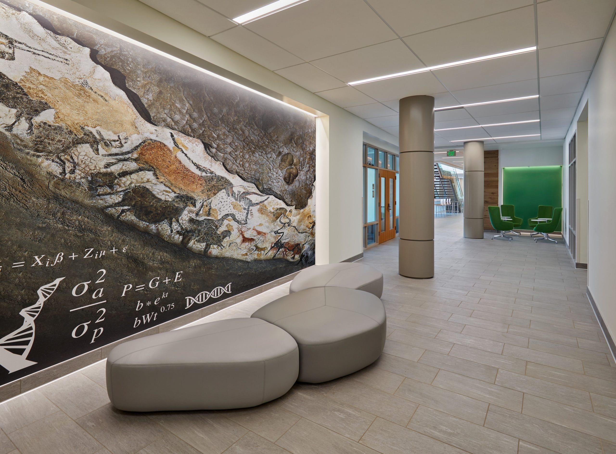 This inviting hallway within the Hobart and Russell Creighton Hall of Animal Sciences and the Land O’Lakes Center for Experiential Learning Complex blends modern design with educational purpose. A prominent mural on the wall combines ancient cave art of horses or cattle with scientific formulas, DNA strands, and symbols, symbolizing the intersection of biology, history, and innovation. Sleek, stone-colored modular seating rests below the mural, providing a comfortable and informal space for students and visitors. The corridor is well-lit with recessed LED lighting, and soft wood and green accent elements create a calming atmosphere. In the background, a study nook with green chairs offers a quiet retreat, while glass-walled rooms and staircases suggest connectivity and openness throughout the building.